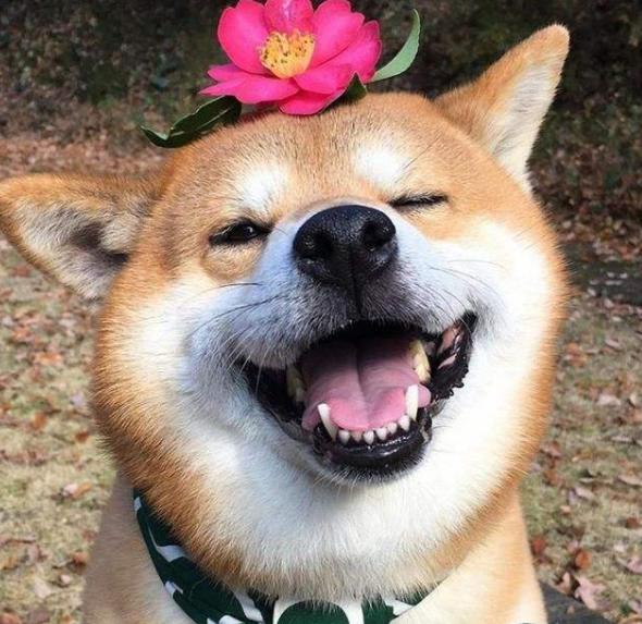  科技通报“开心游戏是否有挂&quot;(真的有挂)