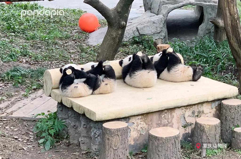 教程辅助“熊猫麻将规律输就一直输”(详细透视教程)-知乎