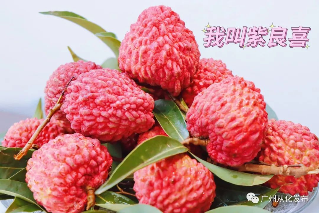 重大通报“荔枝竞技到底有挂吗”玩家必备神器