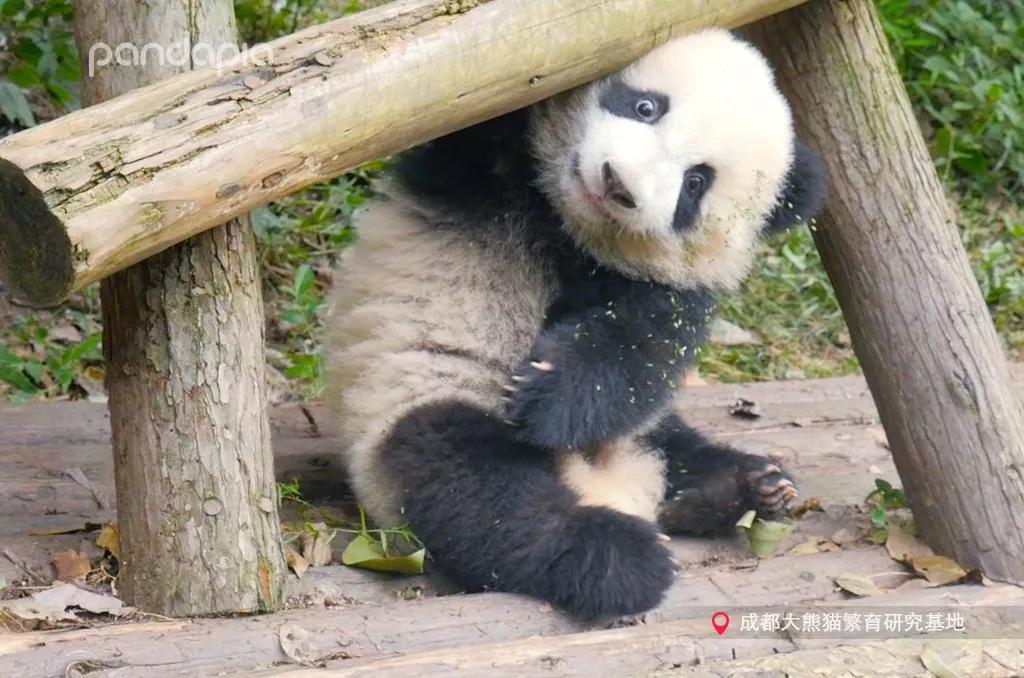 「热点资讯」熊猫麻将挂下载!其实确实有挂的