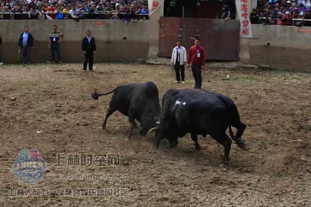 3分钟教你科普“微信链接斗牛挂”-太坑了原来有挂