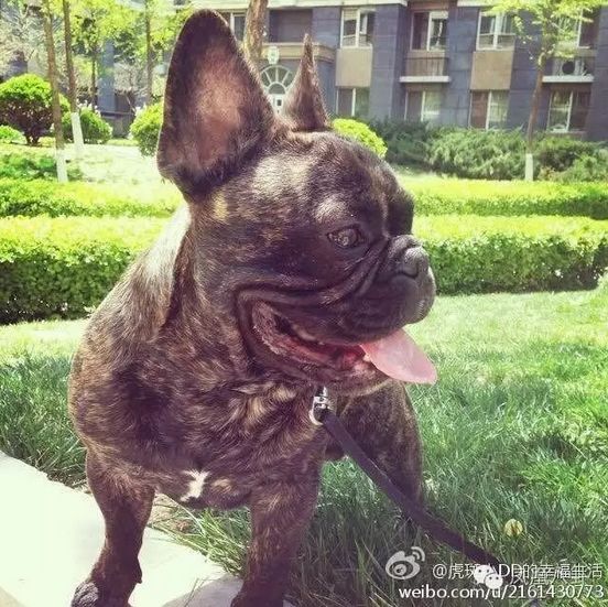 斗牛犬生活规律（斗牛犬的生活方式）