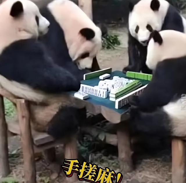 厉害了!熊猫麻将开挂(确实有挂)-知乎