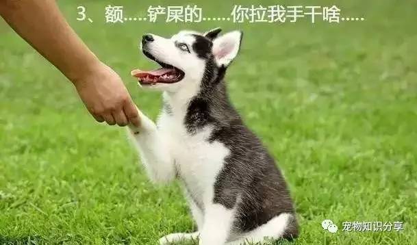 科普一下“哈狗游戏到底有挂吗！”开挂教学