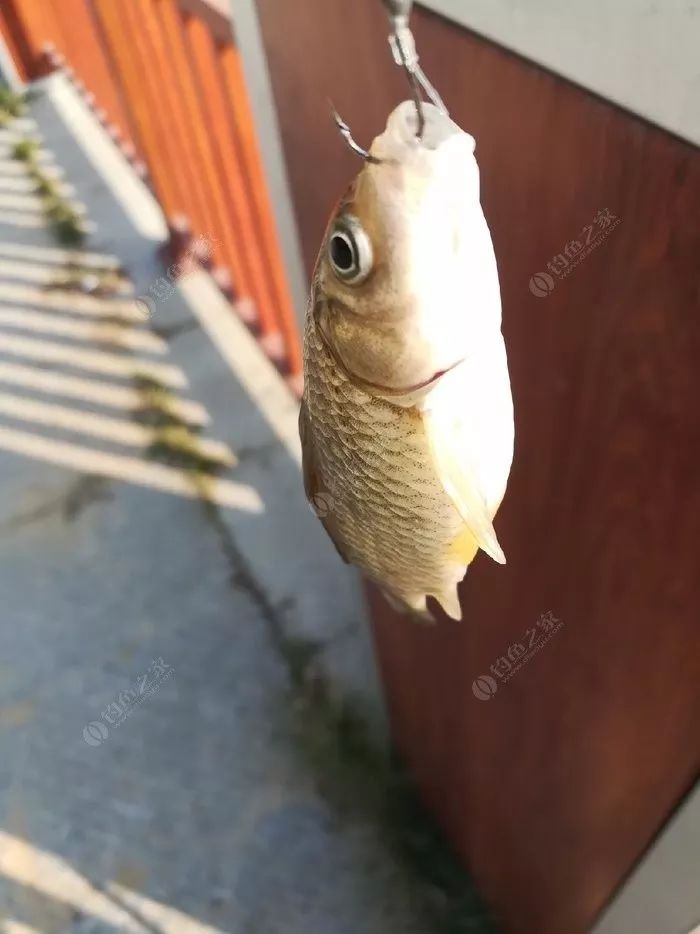 分享秘籍“优优乐葫芦鱼可以开挂吗”其实确实有挂