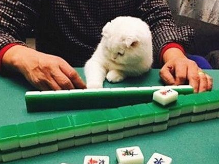 麻将带挂猫（麻将带挂是真的吗）