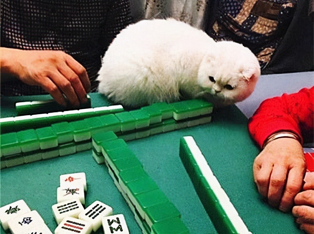 麻将带挂猫（麻将带挂是真的吗）