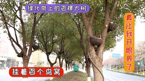 树上挂字牌图片大全（树上挂的树名称牌怎么挂）