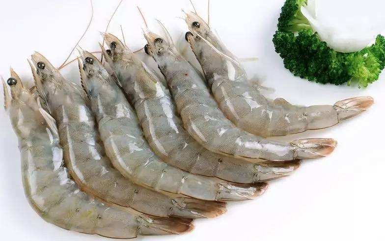 淡水鱼挂虾方法视频（钓鱼怎么挂虾不掉虾）