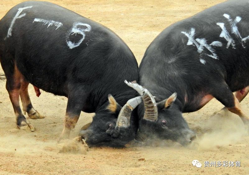 详细说明“科普斗牛怎么才能稳赢“推荐2个购买渠道
