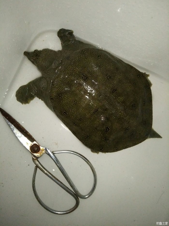 金州水鱼有没有人开挂（金州水鱼有没有人开挂过）