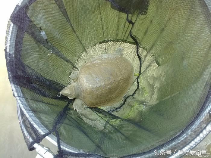 钓水鱼怎样挂饵料视频（钓水鱼用什么饵最好钓）