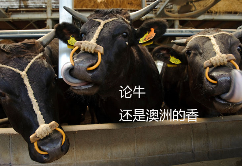5分钟教会你“便宜40张斗牛自动一《我来教教你怎么赢 》