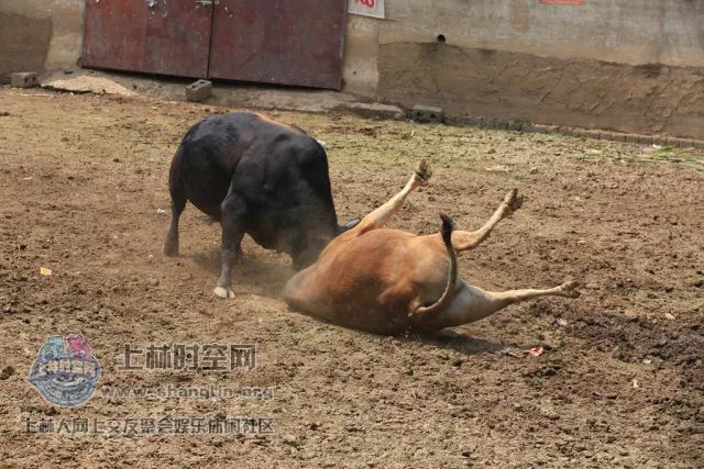 微信闲闲斗牛挂（闲闲斗牛技巧）