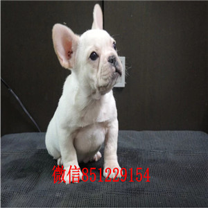 斗牛里树上挂的什么（斗牛上花标为了啥）