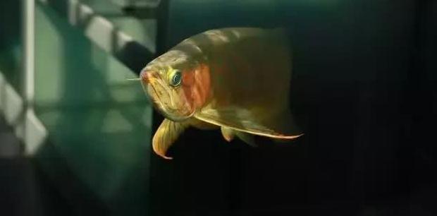 龙虎鱼挂饰教程高级（龙虎鱼挂饰教程高级图片）