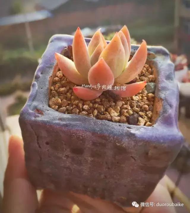 火爆全网!微信斗牛开挂软件下载-哔哩哔哩 