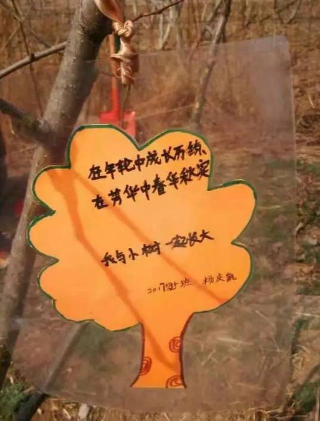 挂树牌作文四百字（给树挂牌子）