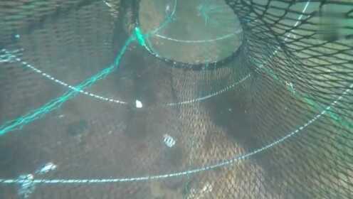 捕鱼网笼怎么下挂视频（捕鱼网的用法）