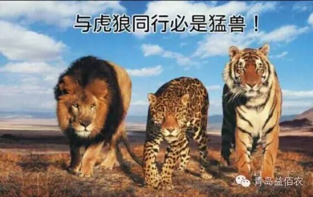 玩家必备教程怎么看穿老虎狮子“推荐1个购买渠道